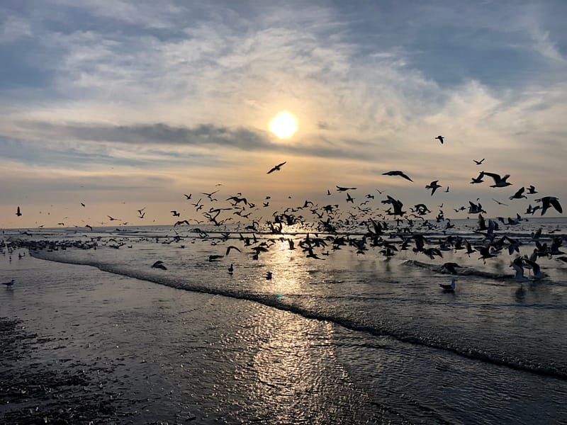 Vögle fliegen am Strand mit Sonnenuntergang